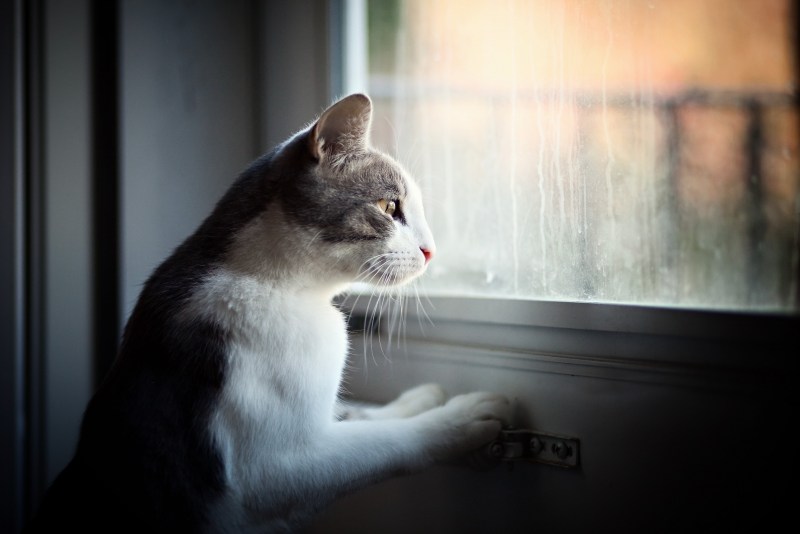 Кот грустит