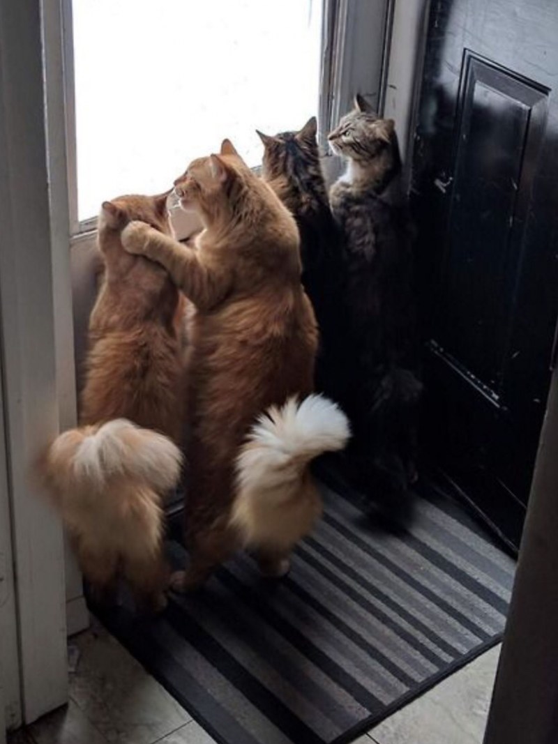 Кот ждет весну