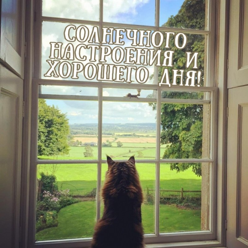 Вид из окна животные
