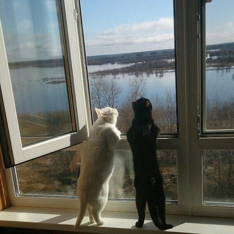 Коту скучно