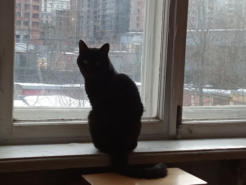 Рыжий котенок у окна