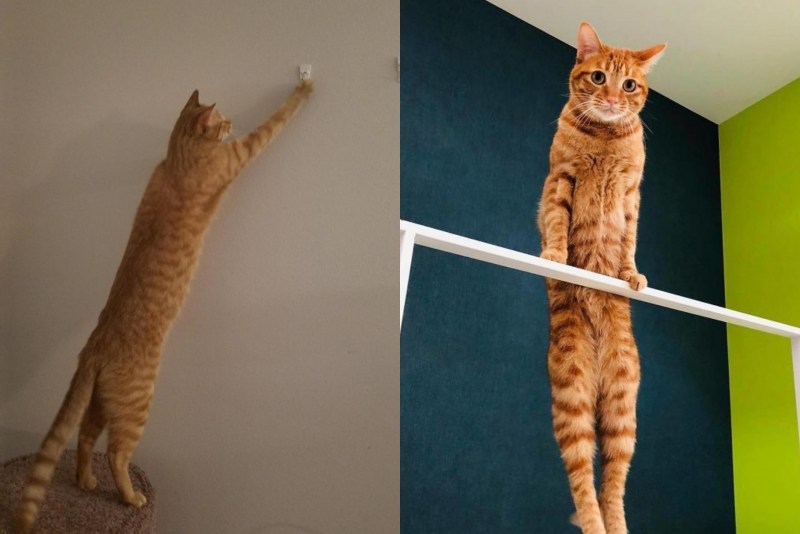 Длинные коты