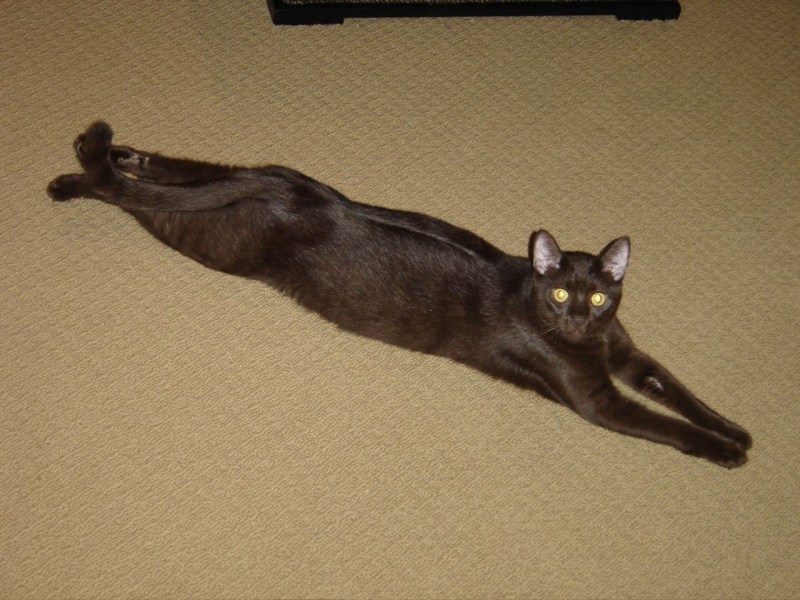 Кошка с вытянутыми лапами