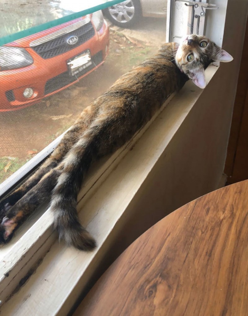 Очень длинный кот