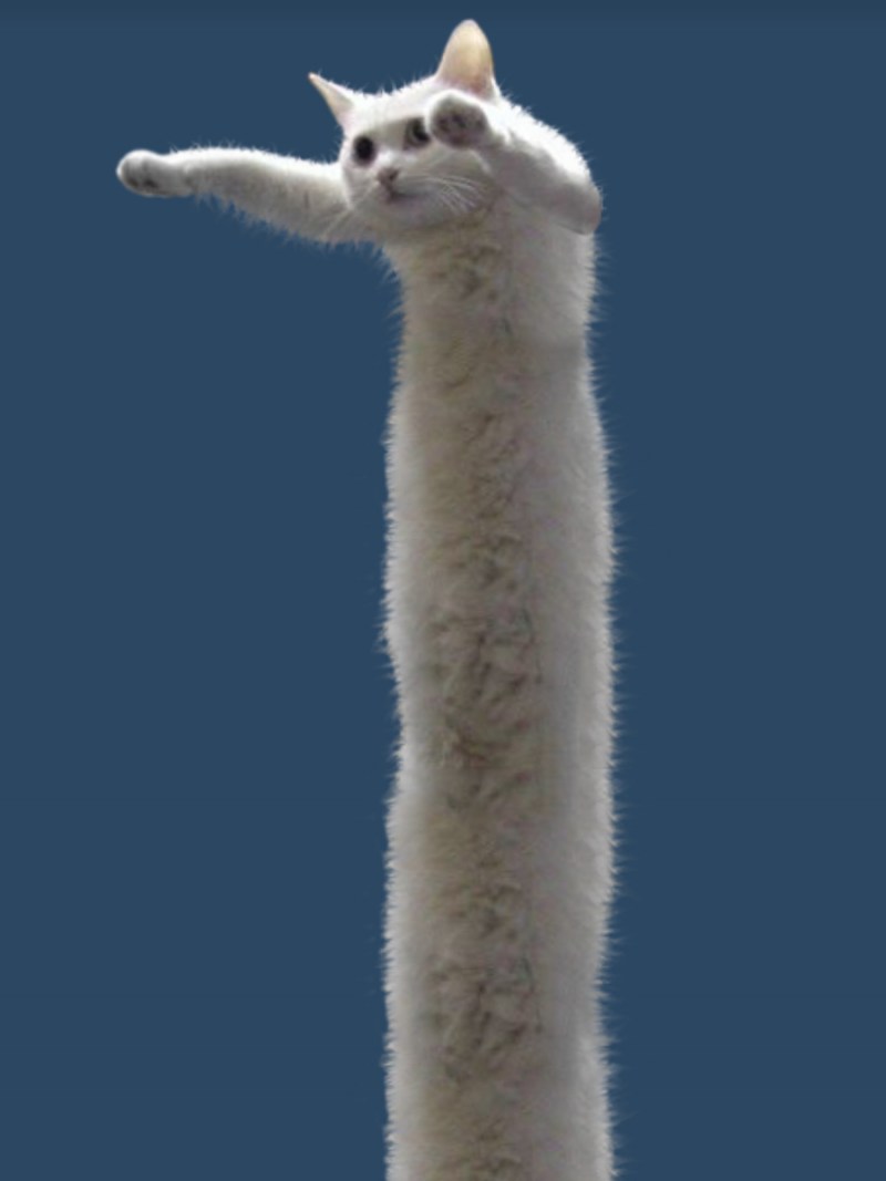 Длинные коты