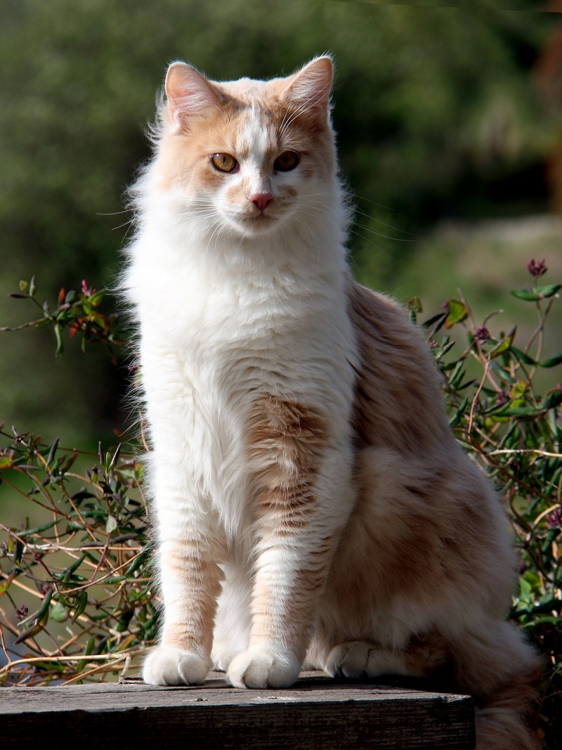 Кот Доместик Лонг хаиред