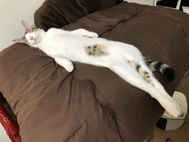 Кот лежит растянувшись