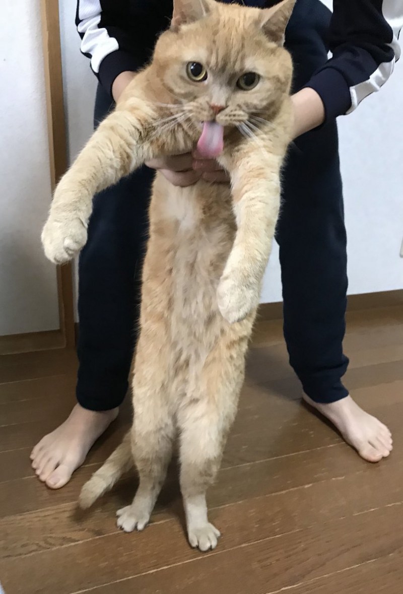 Кот с вытянутыми лапами
