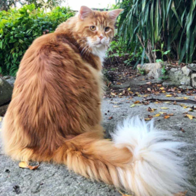 Длинные коты