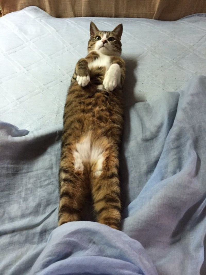 Кошка потягушки