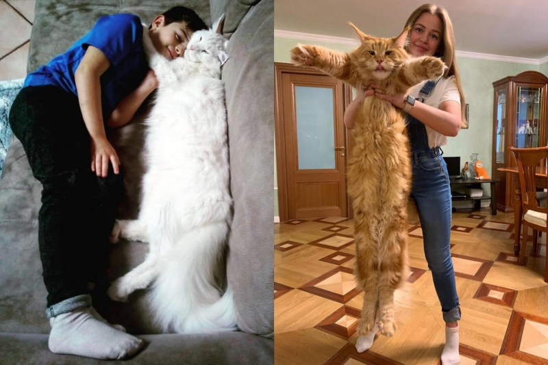 Очень длинный кот