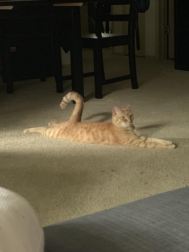 Длинные коты