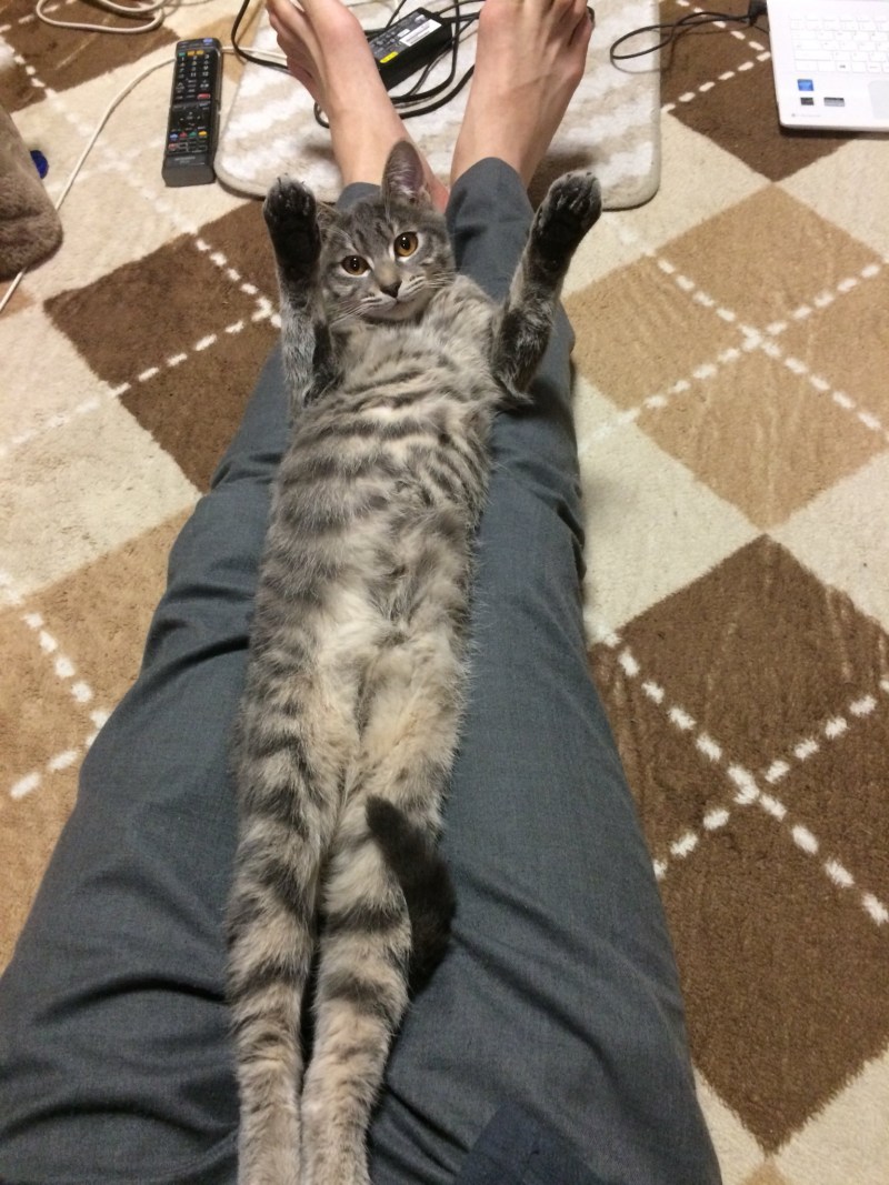 Длинный кот