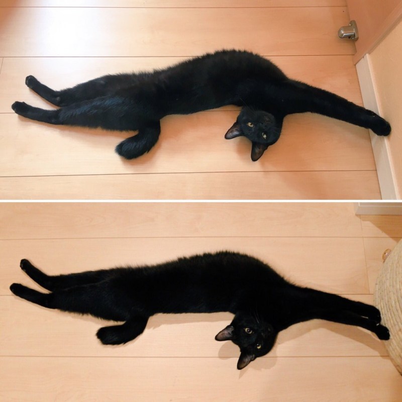 Кошка тянется
