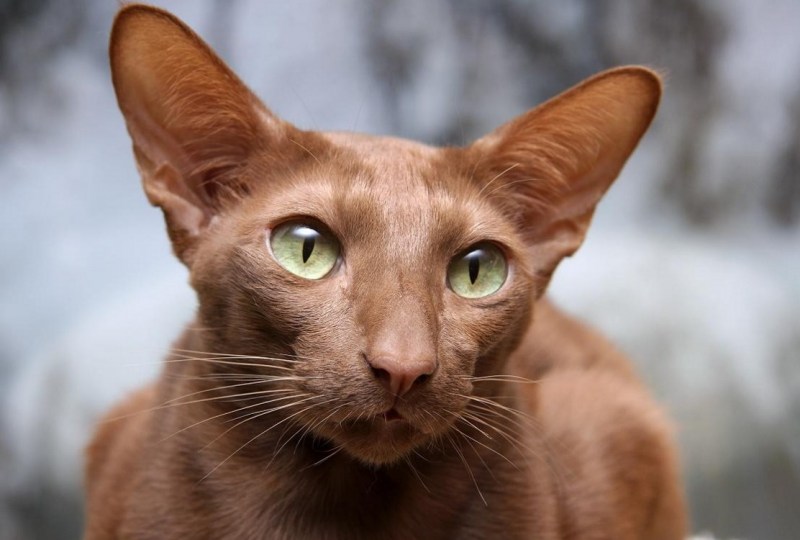 Яванез яванская кошка