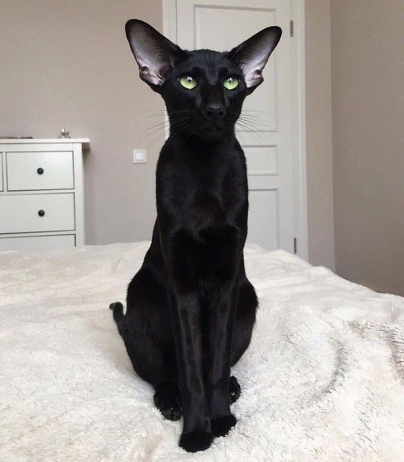 Уши кошки