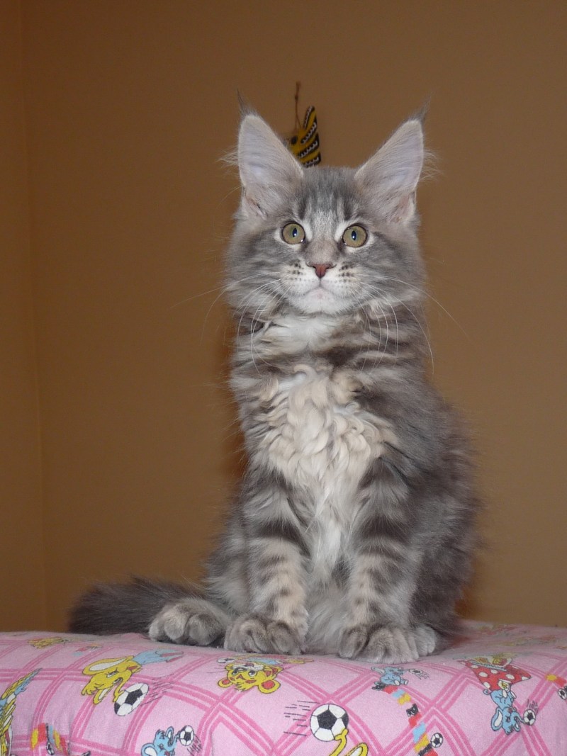 Нарисовать котенка Мейн кун