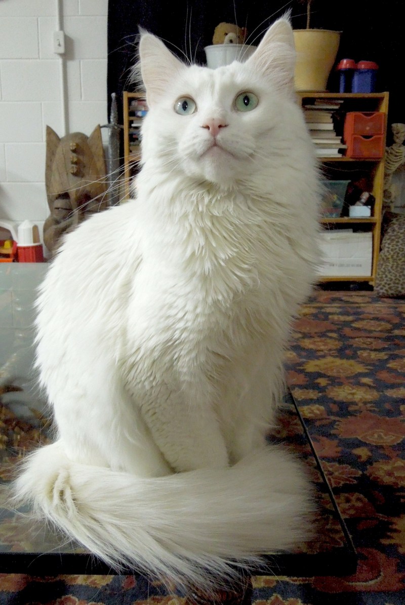 Турецкая ангора кошка