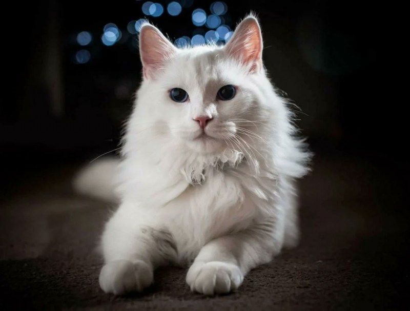 Турецкая ангора кот