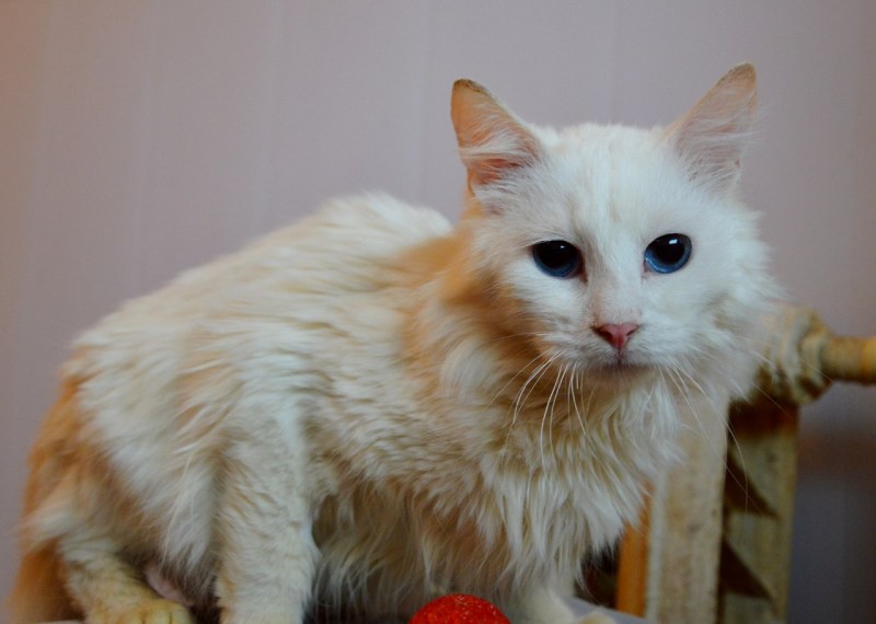 Ангорская кошка котята