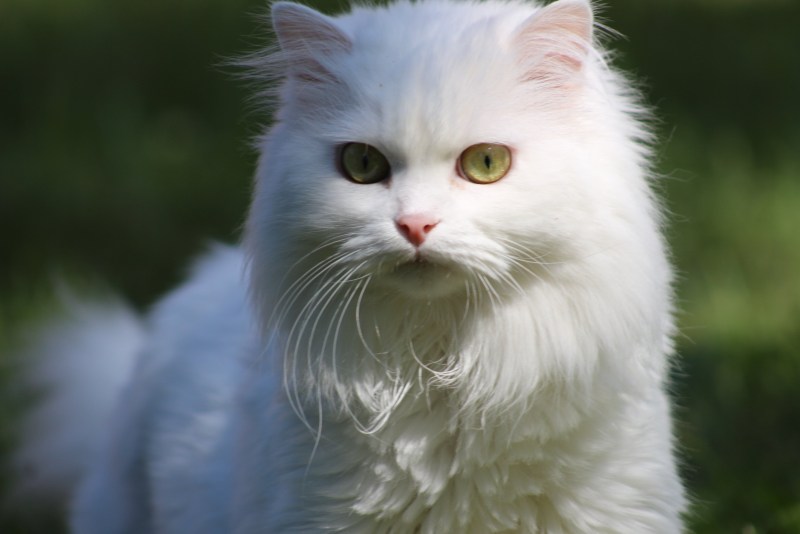 Сибирская ангора кот