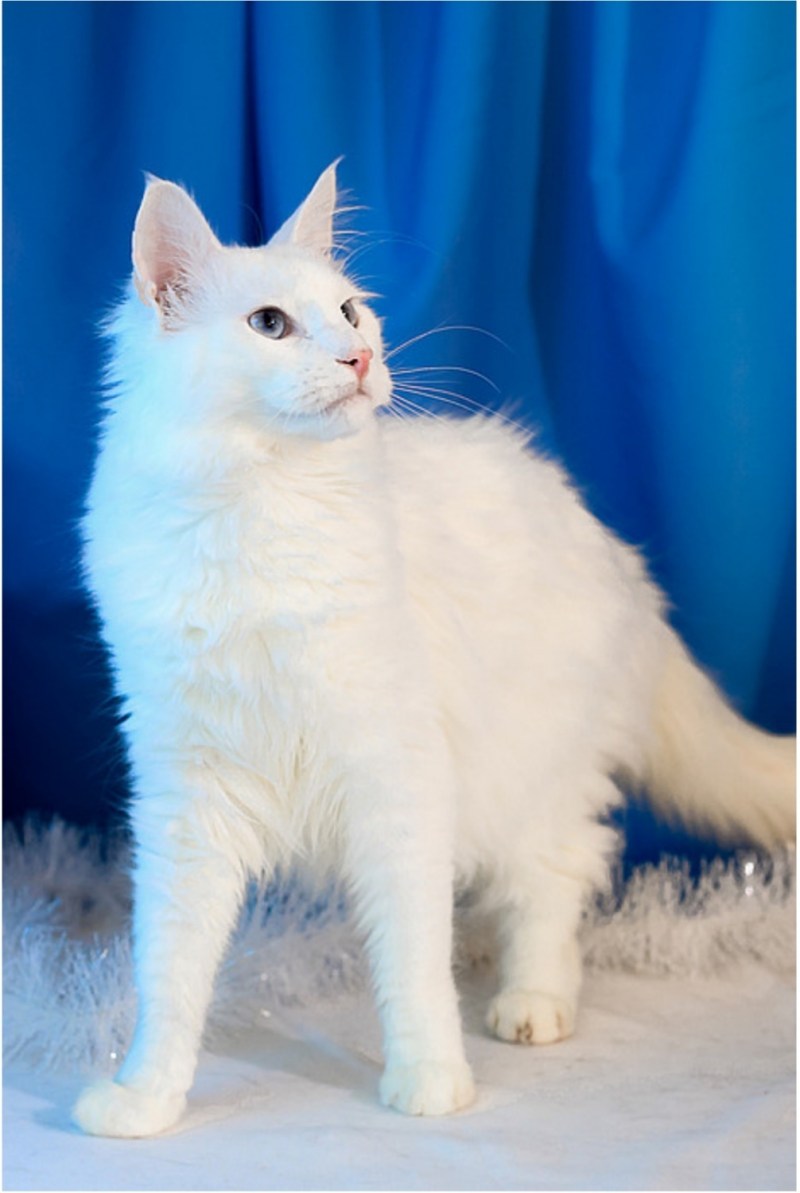 Турецкий ангорский кот белый