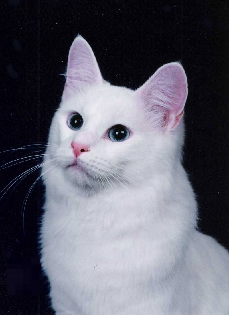 Турецкая ангора котята