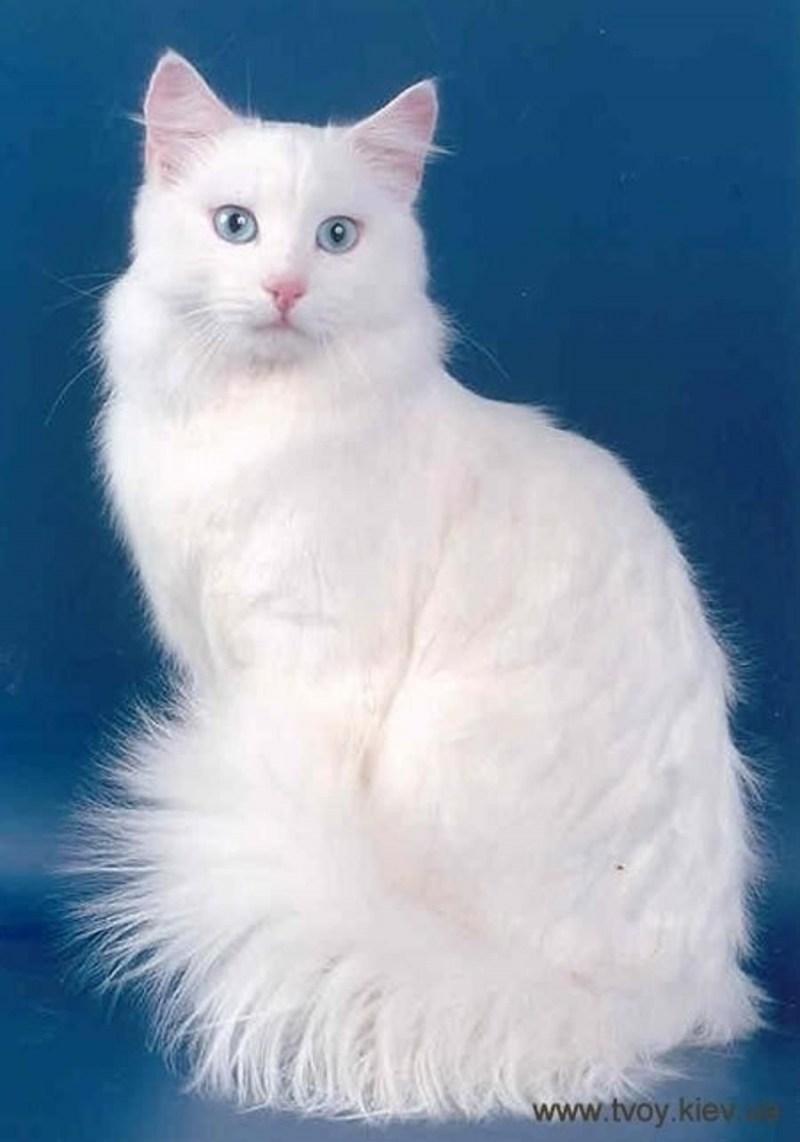 Ангорская кошка