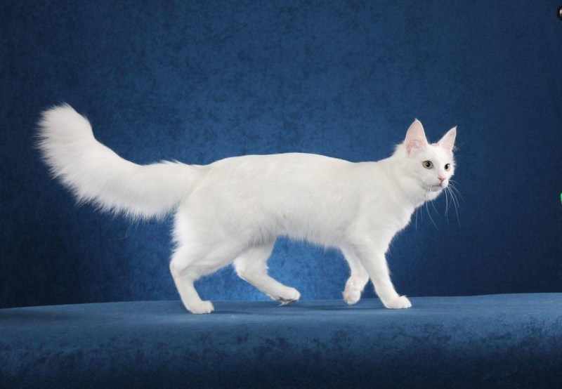 Турецкая ангора кошка котята