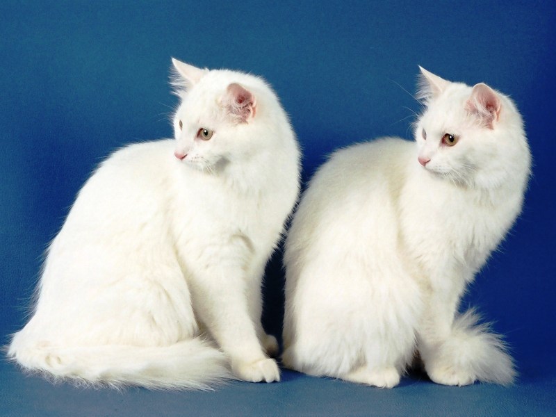 Турецкий ангорский кот