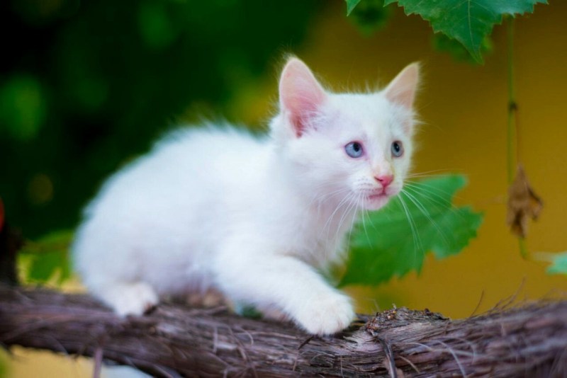 Ангорский кот