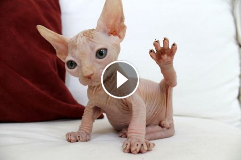 Сфинкс котенок cute