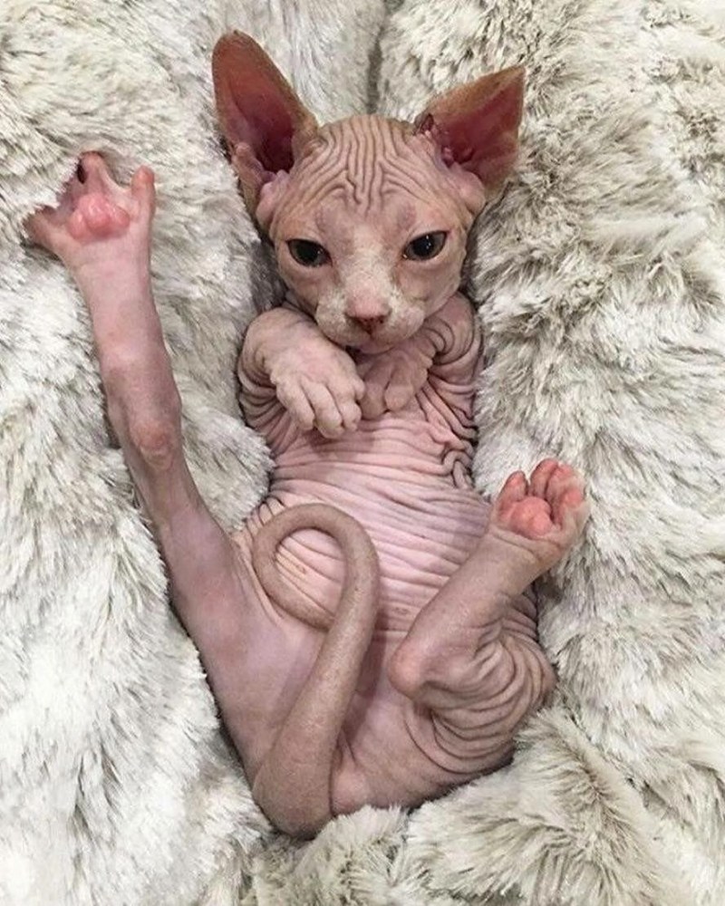 Сфинкс котенок