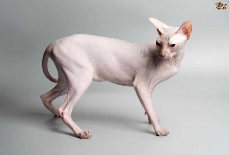 Сфинкс аллергенная кошка