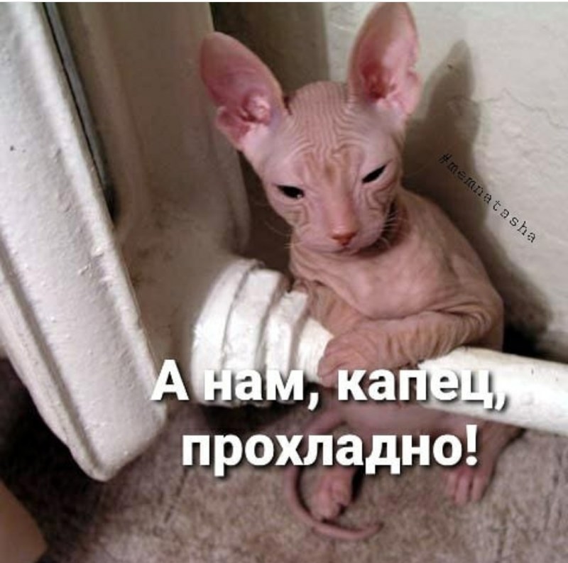 Сфинкс порода кошек канадский браш