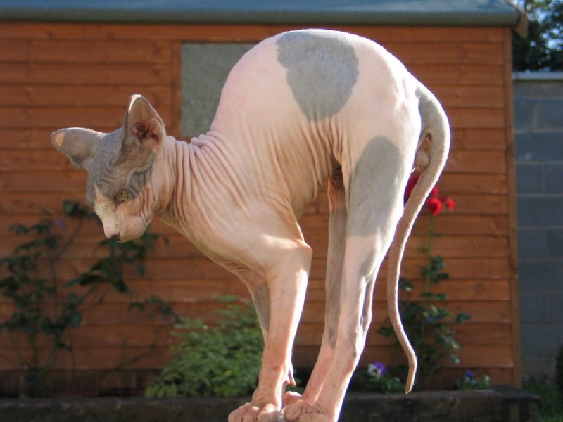 Сфинкс сзади кот