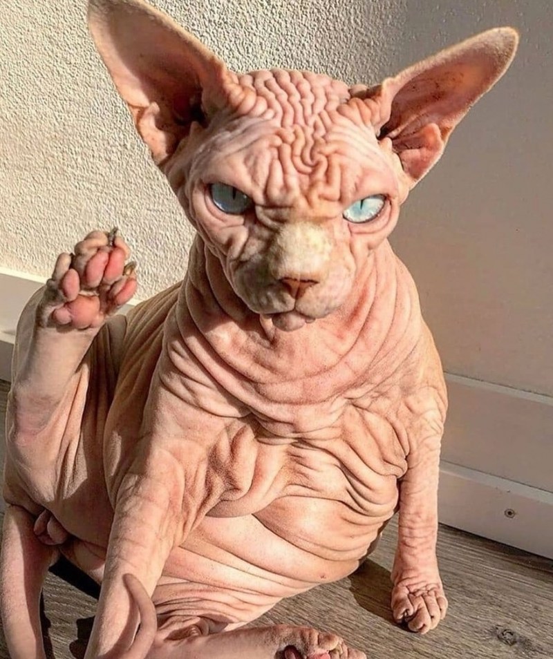 Кот сфинкс