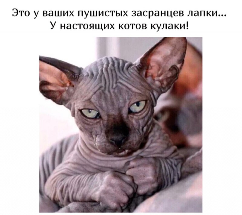 Кот сфинкс