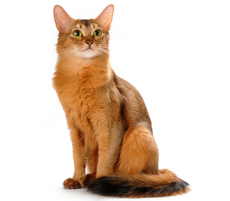 Сомалийская кошка Ruddy