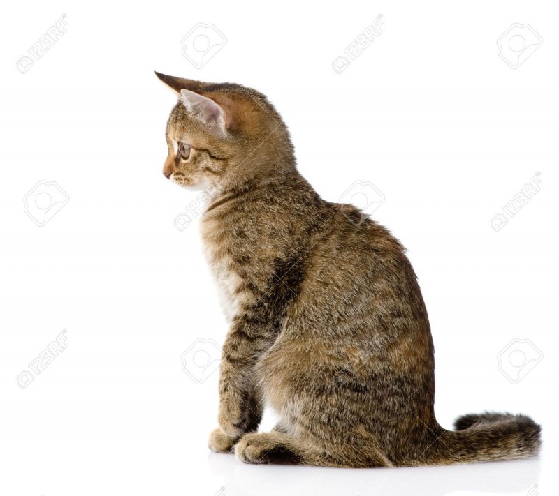 Кошка сидит в профиль