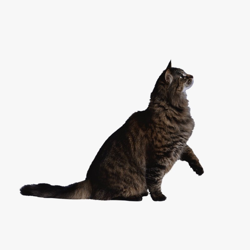 Кошка боком
