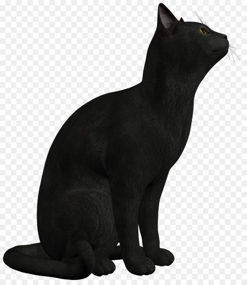 Черная кошка