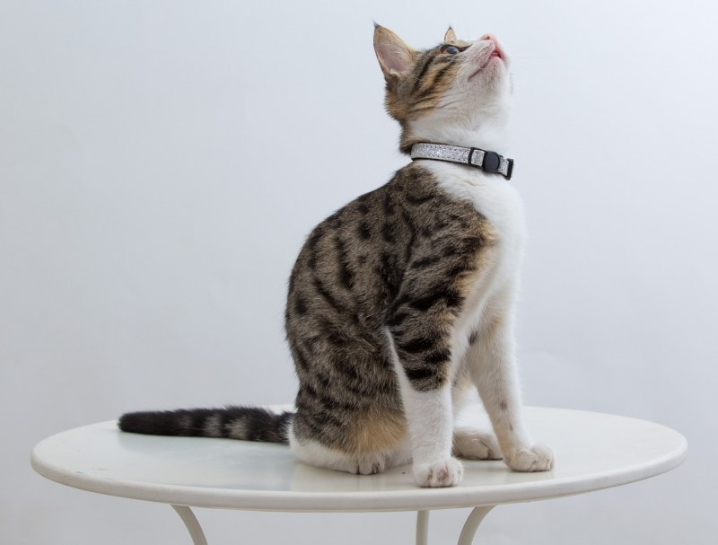 Кошка сидит