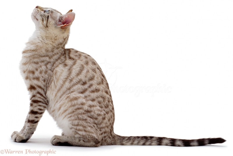Кошка сидит