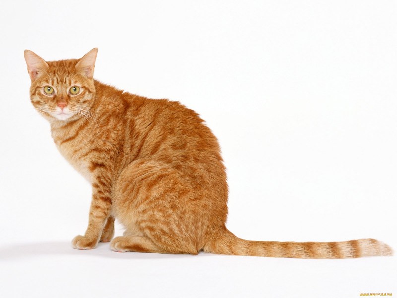 Британский короткошерстный кот рыжий