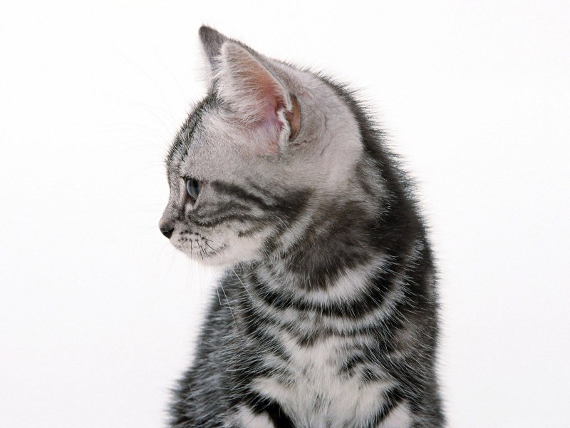Котенок боком