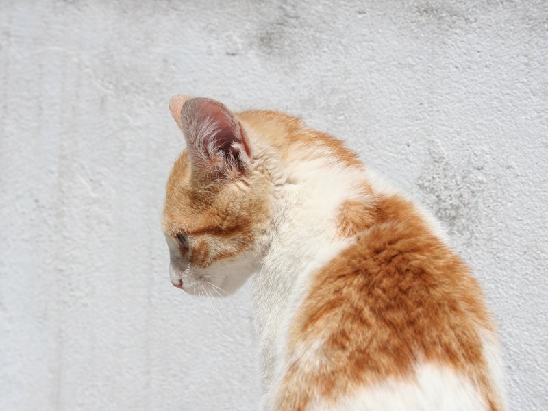 Кот в профиль