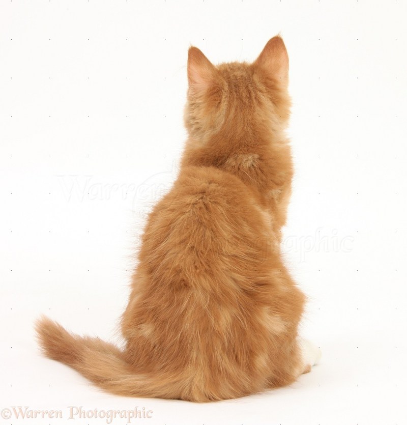 Котик на спине