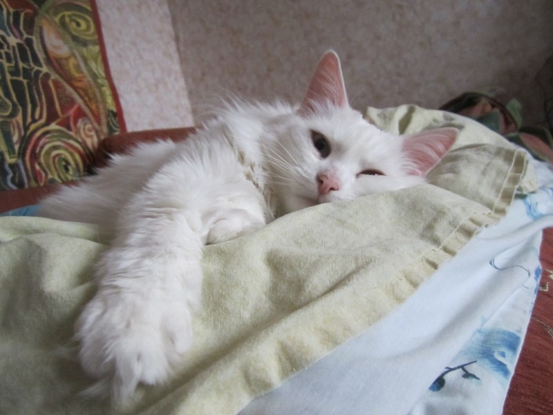 Кошки Алиса картинки кошки породы сеансов