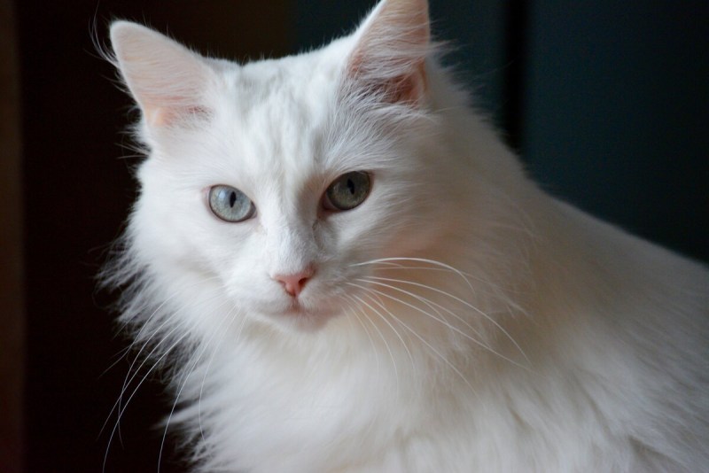 Турецкая ангора кошка короткошерстная